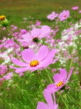 Cosmos Bipinnata Extract  